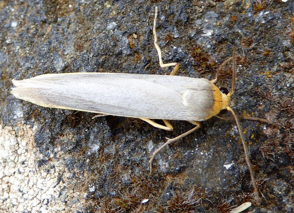 lepidotteri da identificare